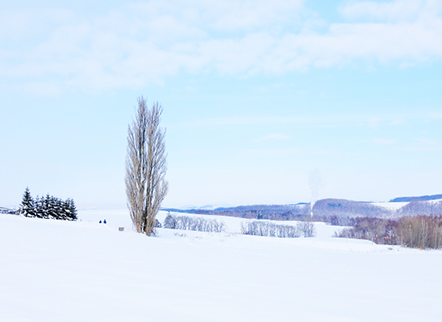 Famous Trees of Furano and Biei